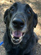 Black Dog Smiling