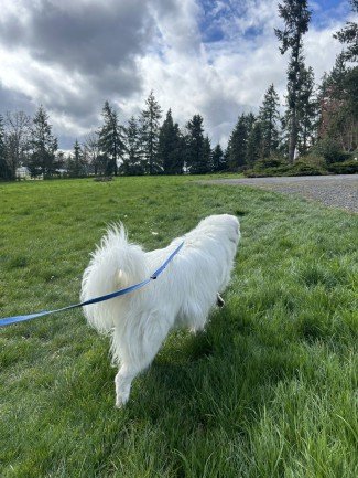 Fluffy White Dog