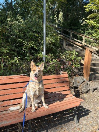 Red Cattle Dog